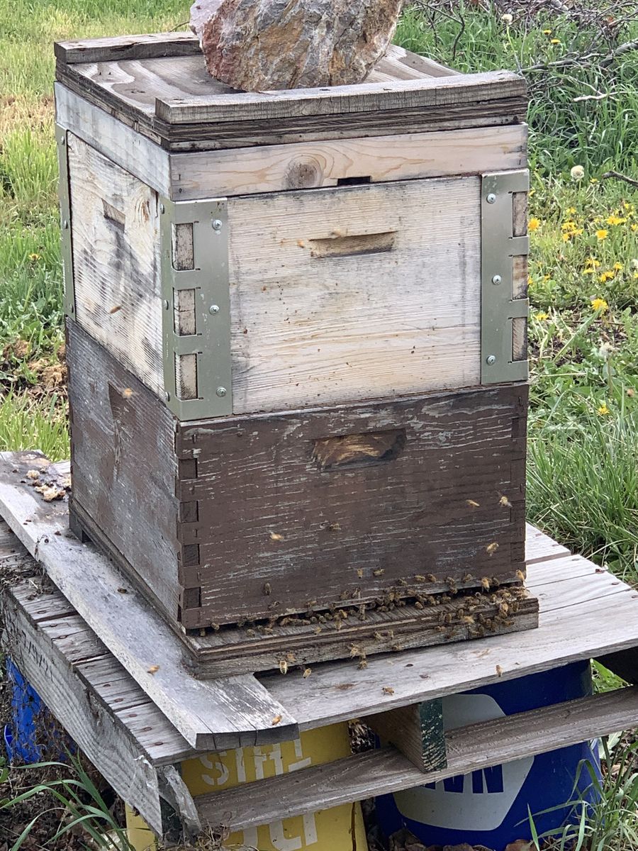 Bees Beehive Beekeeping Apiary