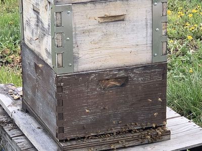 Bees Beehive Beekeeping Apiary