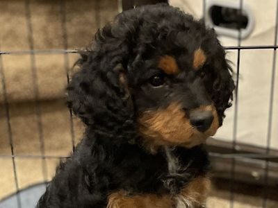 Cavapoo Puppies | Hypoallergenic | Like Goldendoodle, Aussiedoodle, Labradoodle