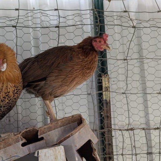 Very prolific young hens