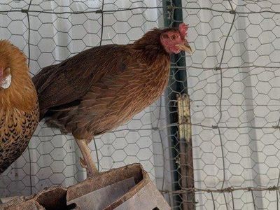 Very prolific young hens