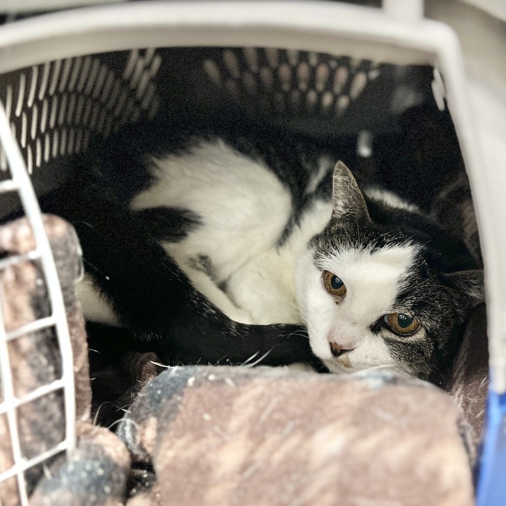 Hello my name is Wheat Thin