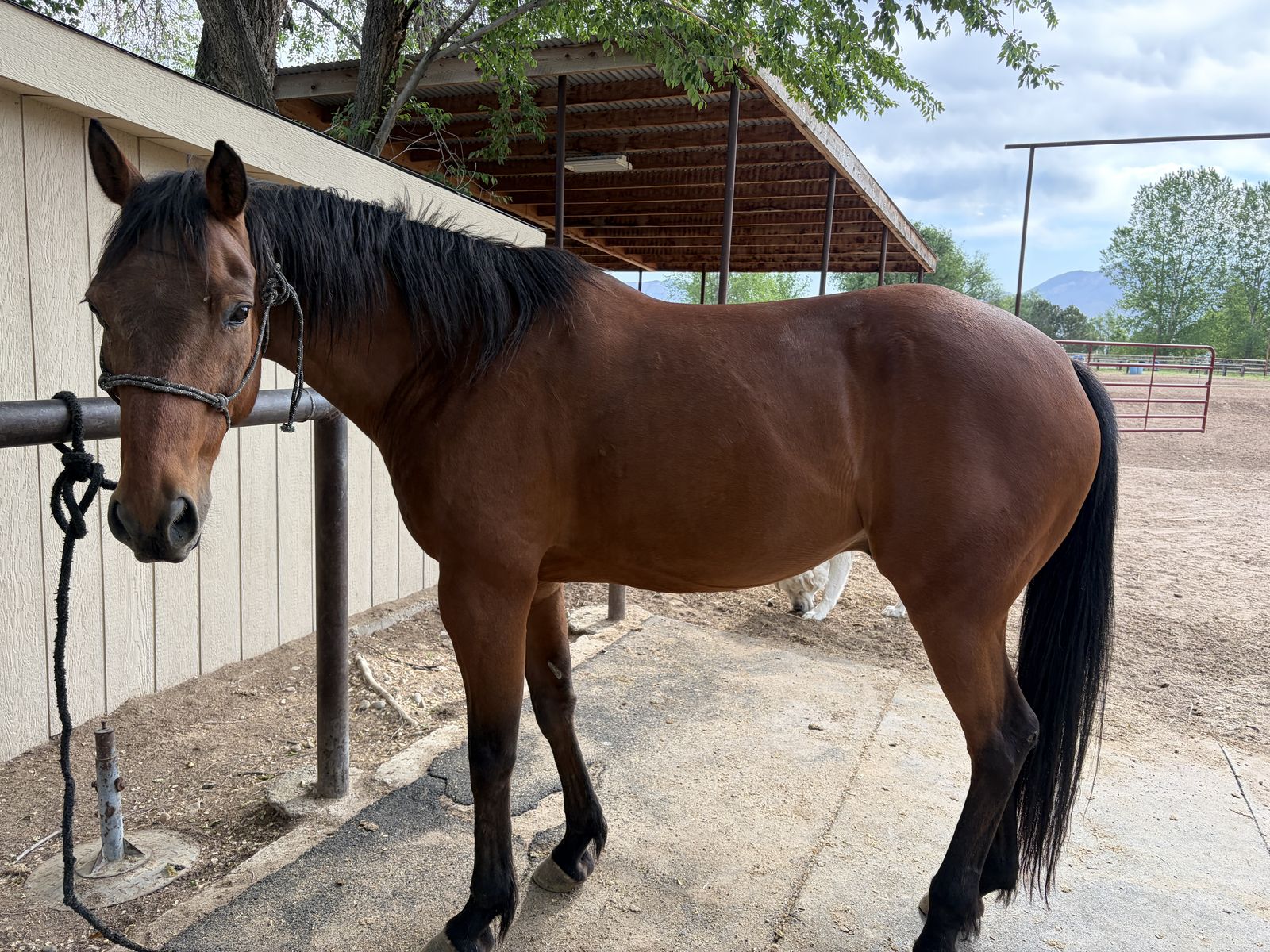 2017 Bay Gelding
