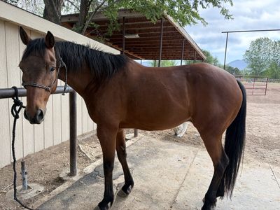 2017 Bay Gelding