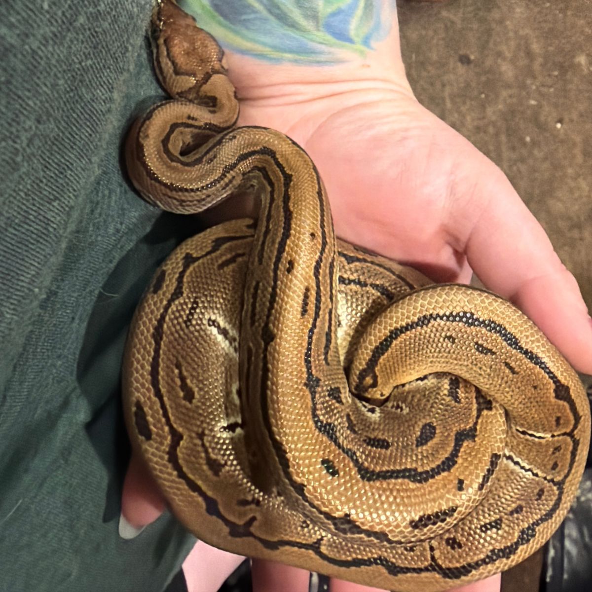 Ball Python