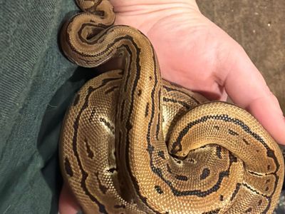 Ball Python