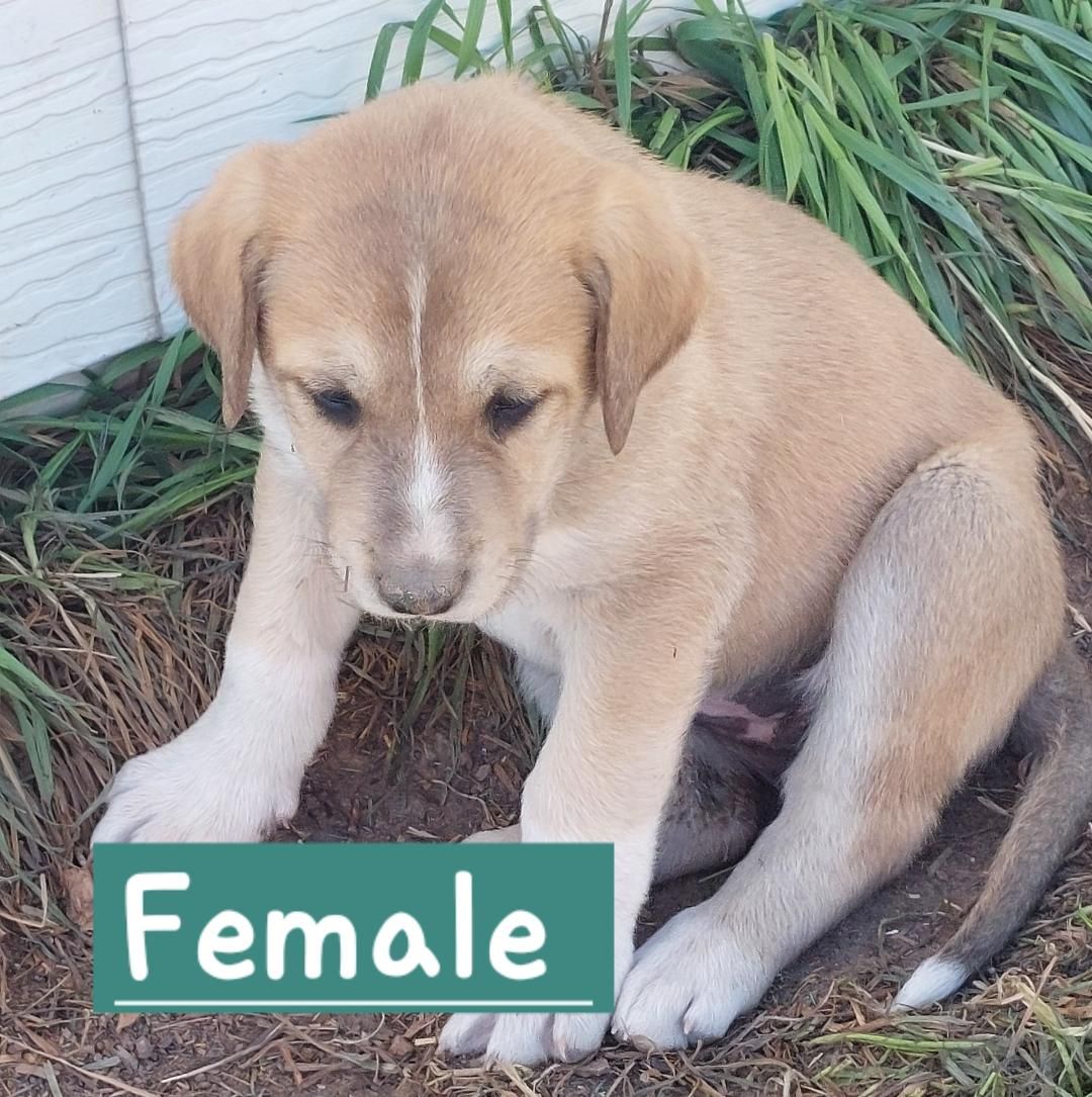 Great Pyrenees / Great Dane Mix