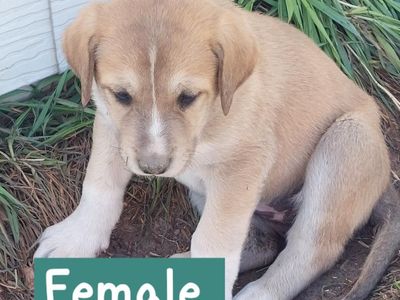 Great Pyrenees / Great Dane Mix