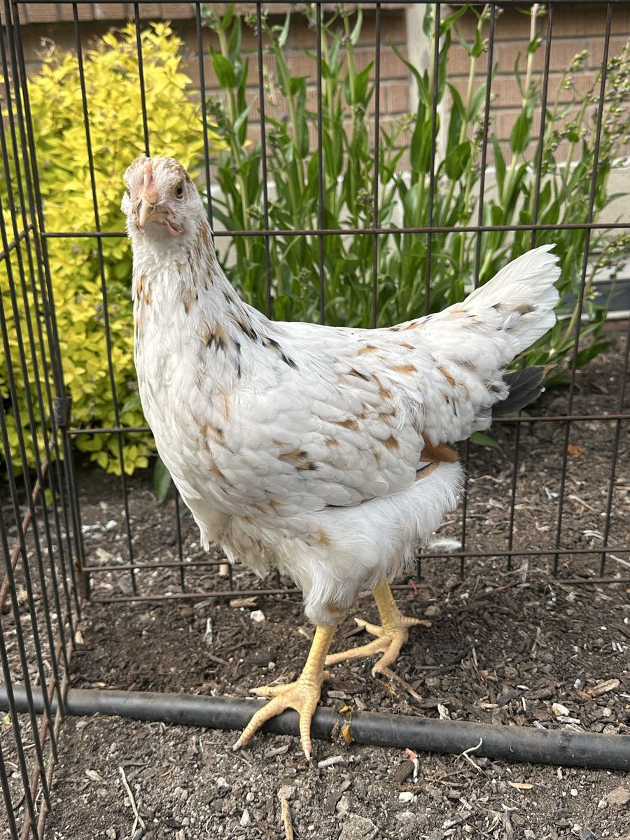 10 week chicks coop ready $40 total for 3