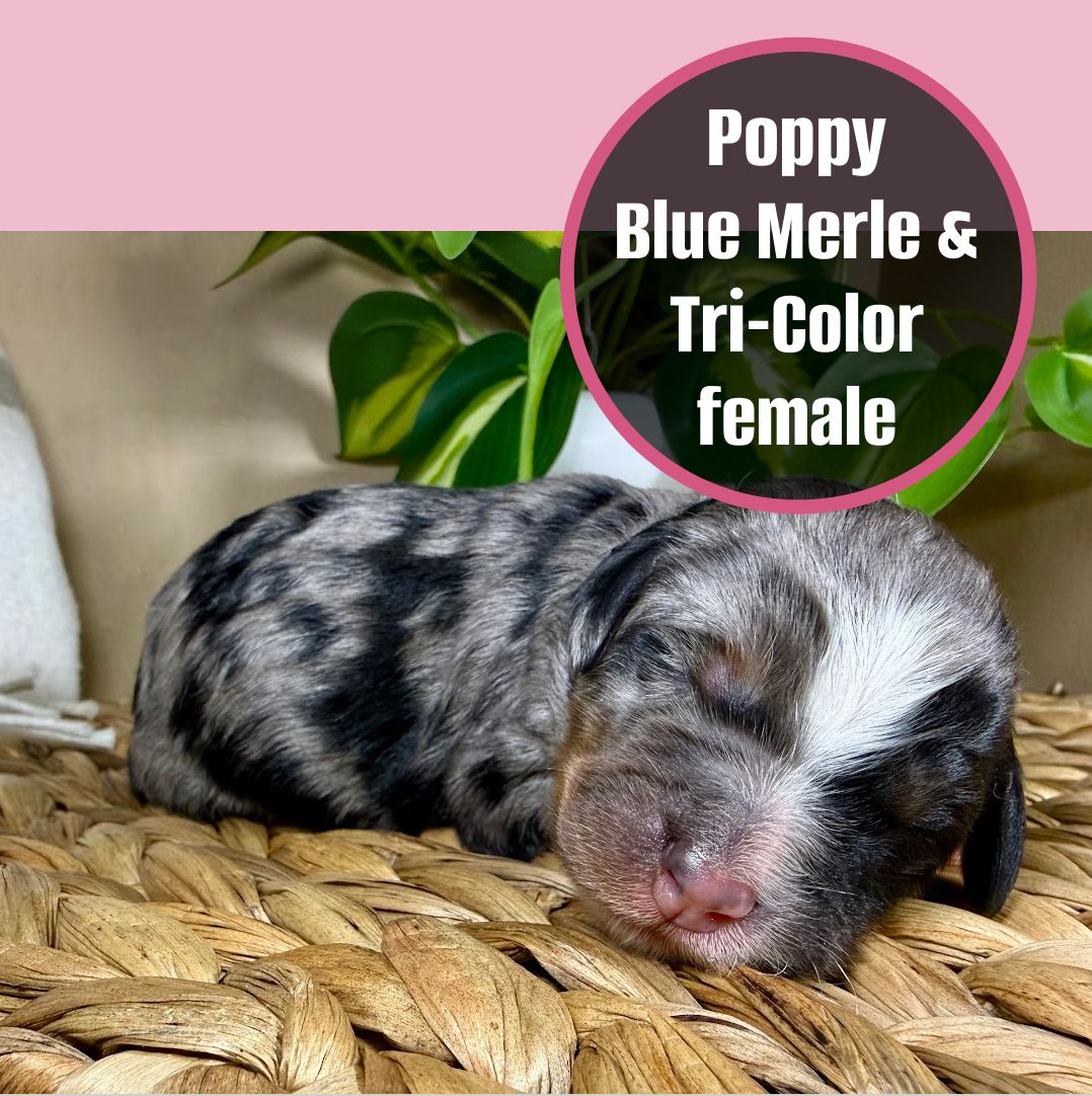 Mini Bernadoodles- multi-generational- Blue Merles