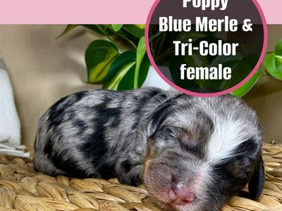 Mini Bernadoodles- multi-generational- Blue Merles