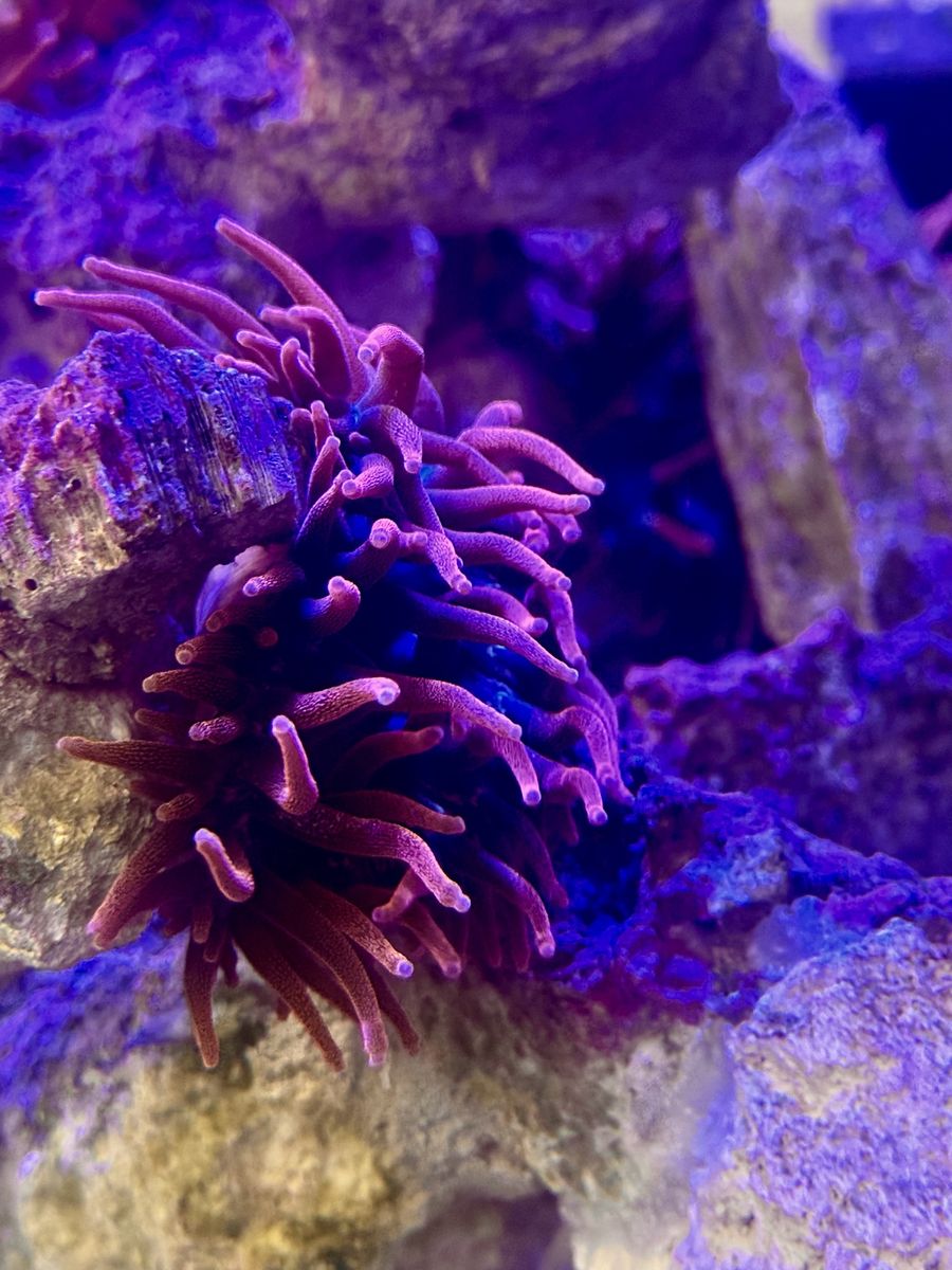 Entacmaea quadricolor  - Black Widow Anemone