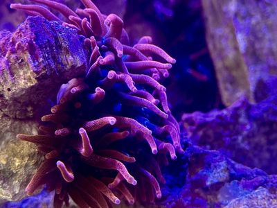 Entacmaea quadricolor - Black Widow Anemone