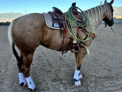 Rope Horse
