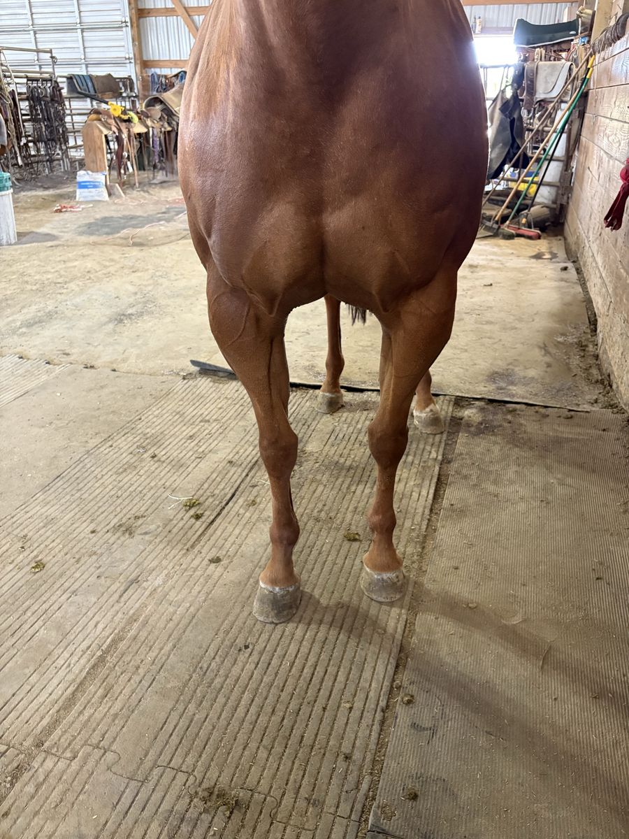 6 year old mare