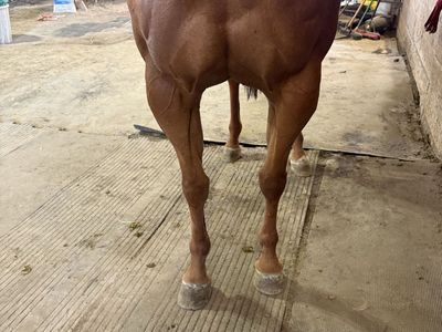 6 year old mare