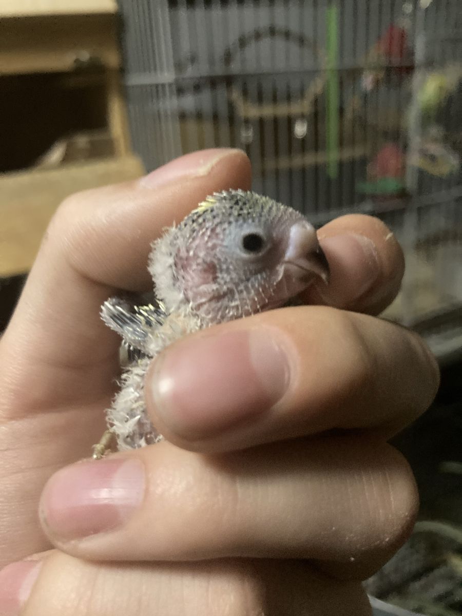 Ready to be hand fed