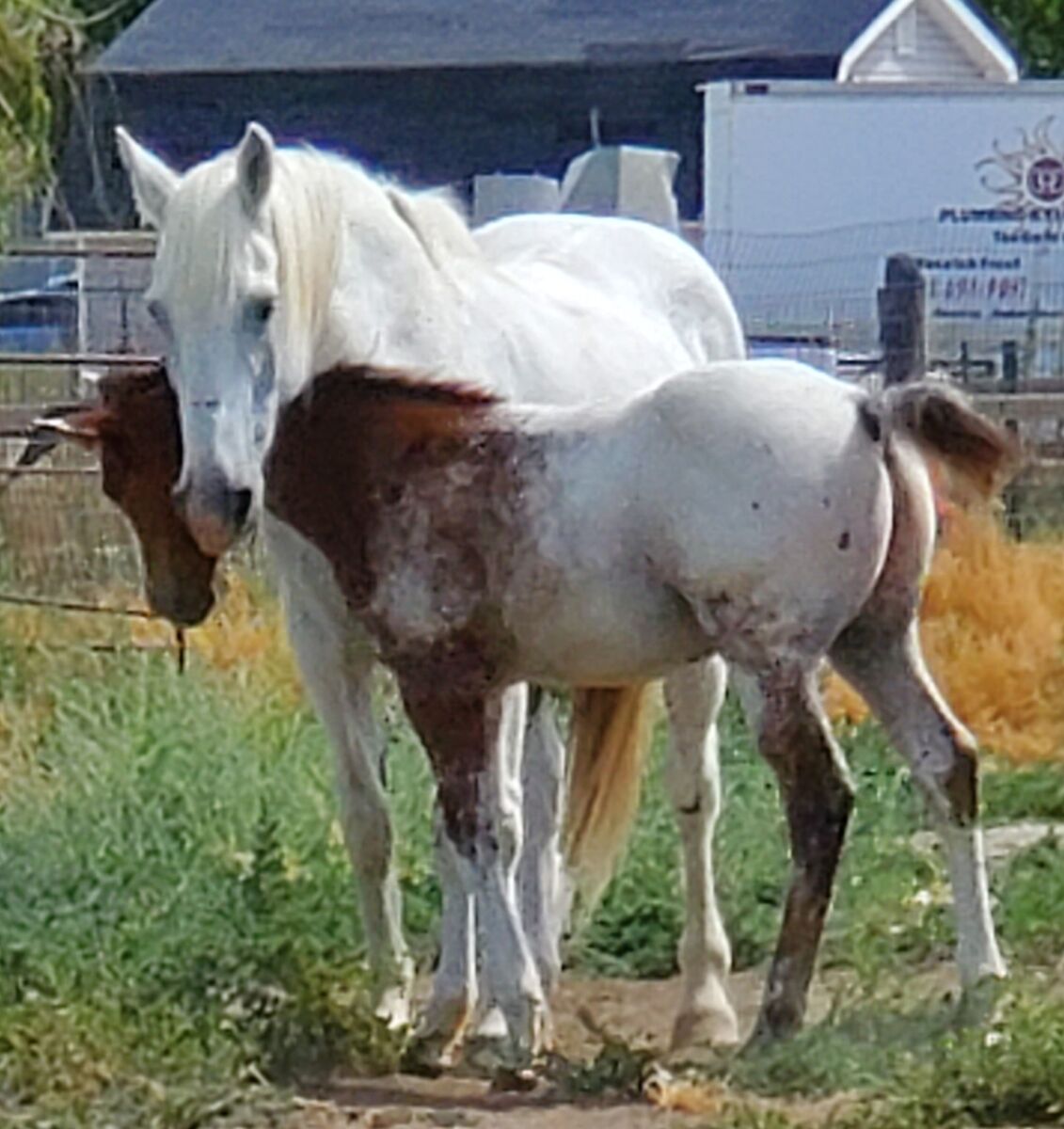 Hay for Sale, Board, Horse Boarding, Horses for Sale