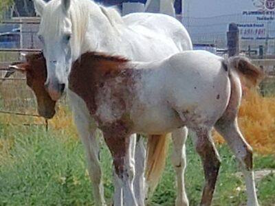 Hay for Sale, Board, Horse Boarding, Horses for Sale