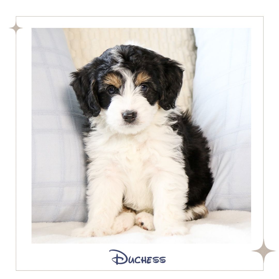 Non-Fading Low Shed Mini Aussiedoodle Puppies