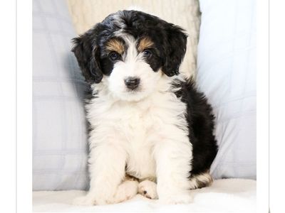 Non-Fading Low Shed Mini Aussiedoodle Puppies