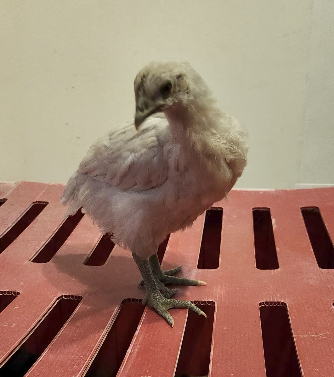 Two F1 Zombie chicks, 7 weeks old