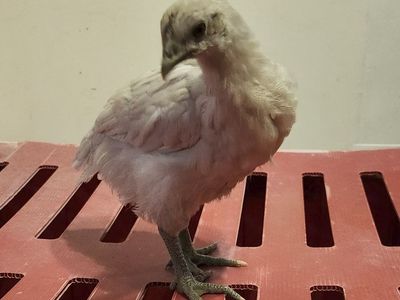 Two F1 Zombie chicks, 7 weeks old
