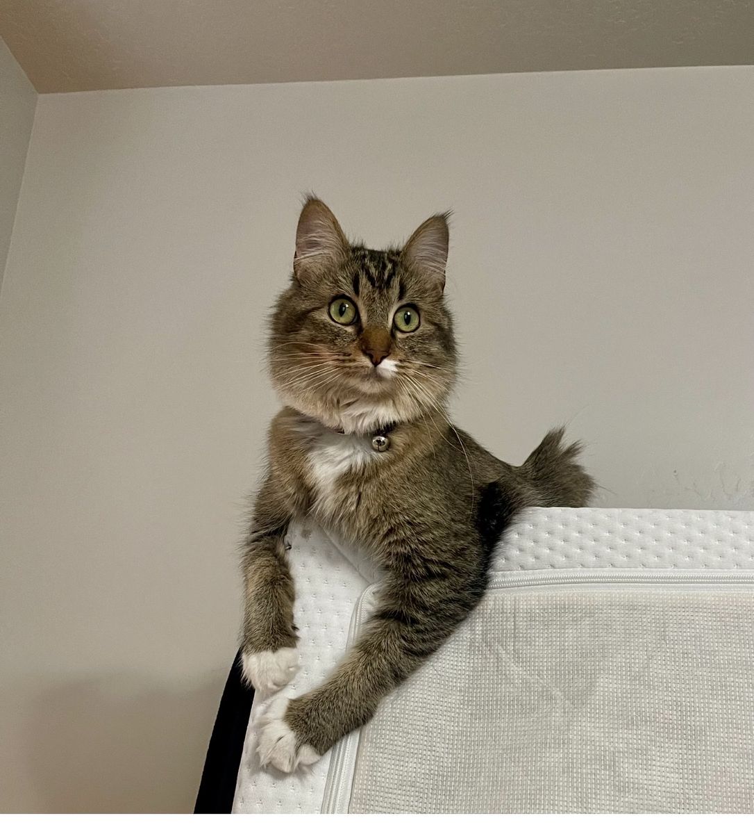 Female cat