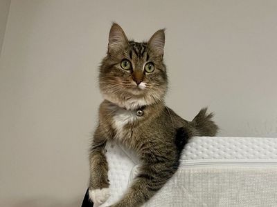 Female cat