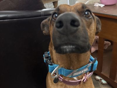 Blue Arcadia Trail Dog Collar-Large