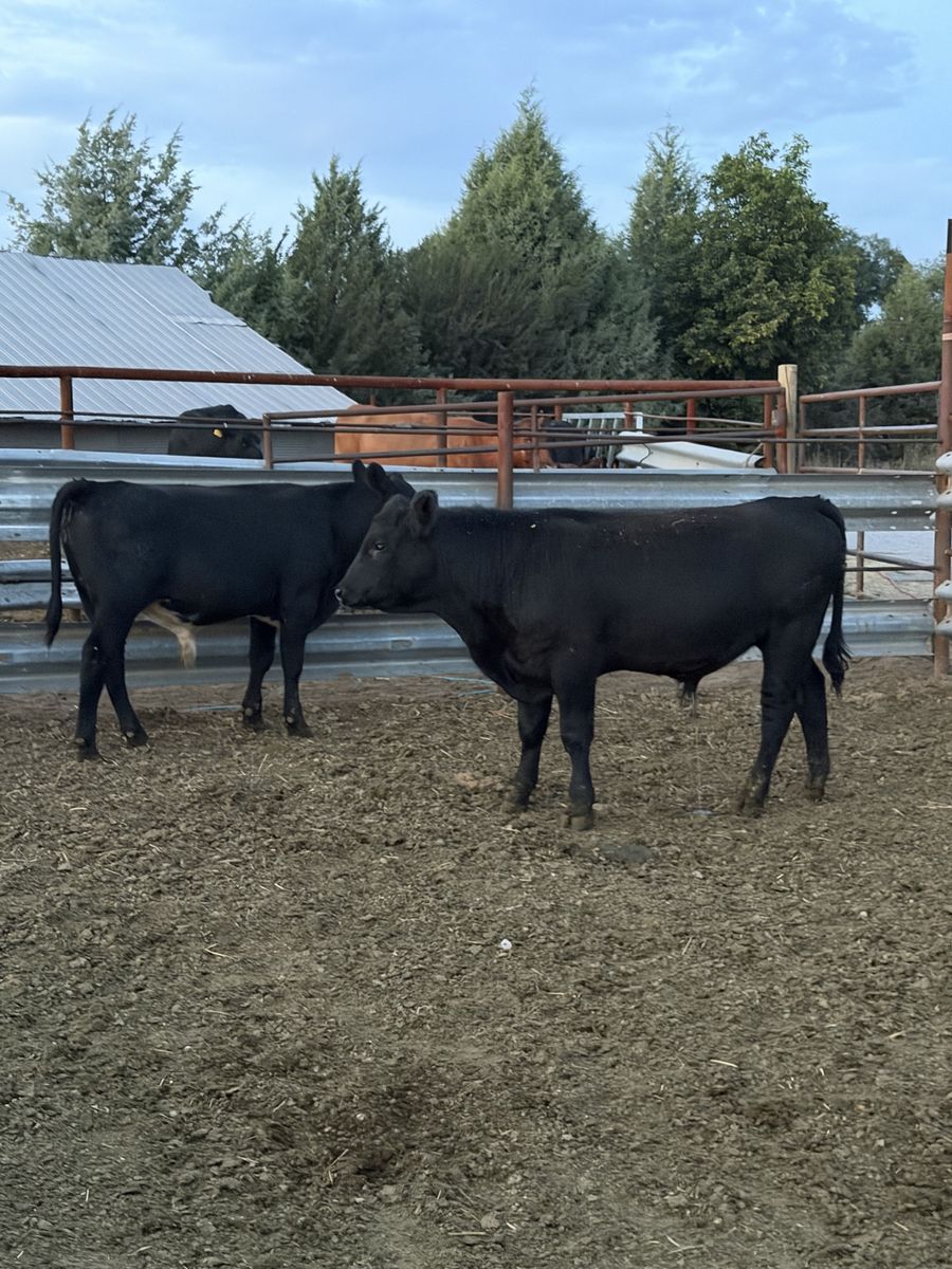 550 pound angus calves