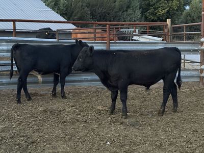 550 pound angus calves