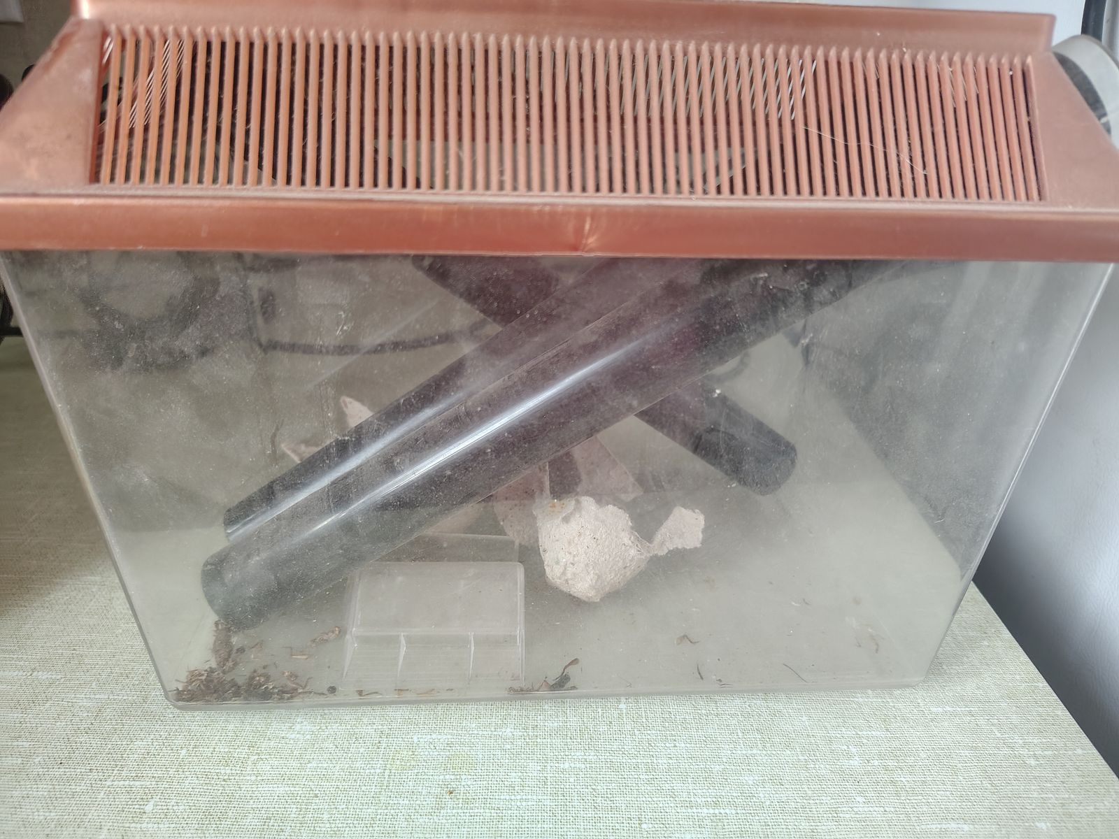 Large Cricket Keeper