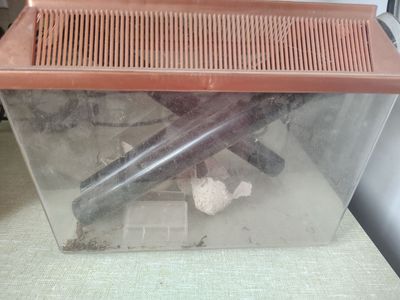 Large Cricket Keeper