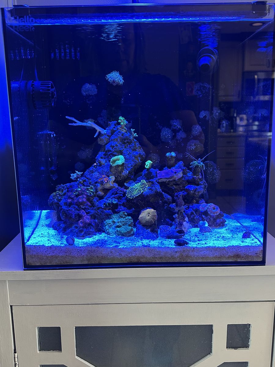 15 Gal Helloreef Tank With AI PRIME