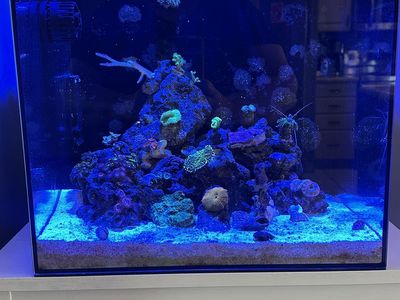 15 Gal Helloreef Tank With AI PRIME