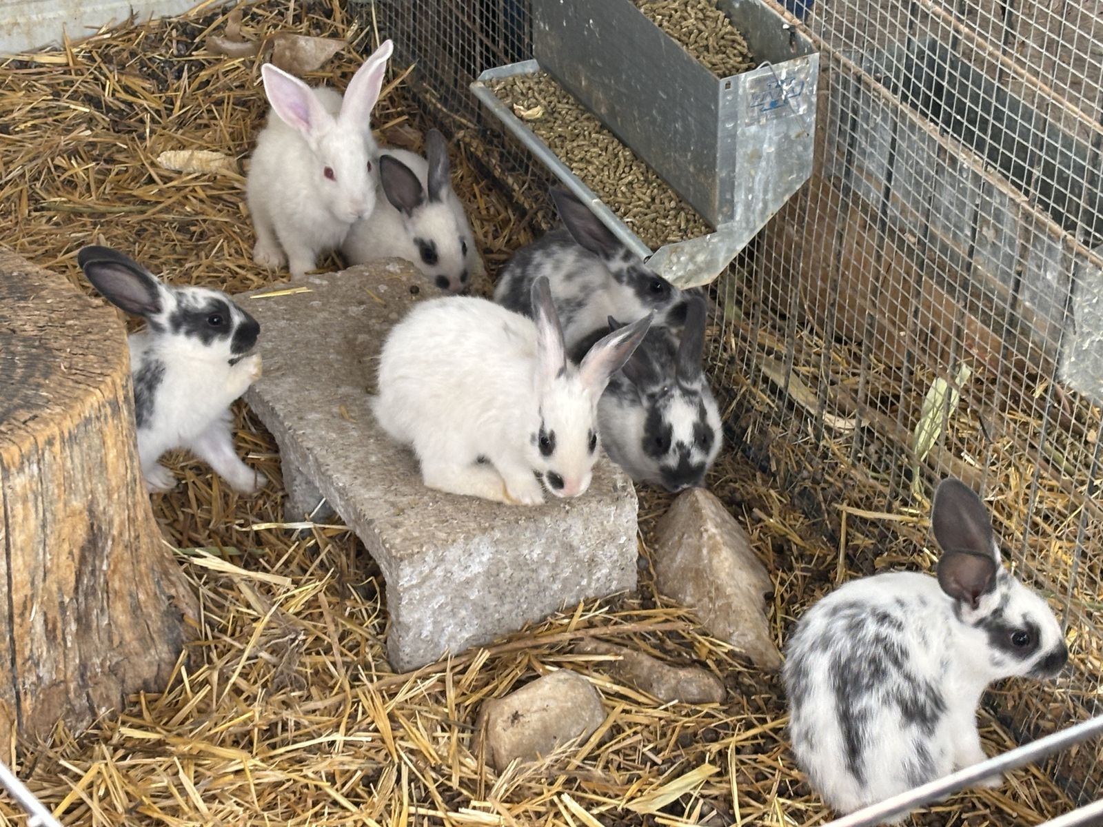 New Zealand Bucks for Sale