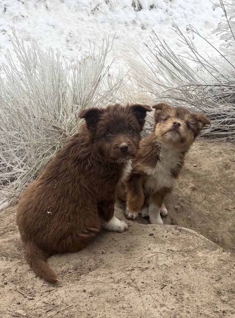 Idaho Shag Puppies
