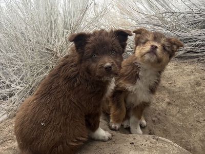 Idaho Shag Puppies