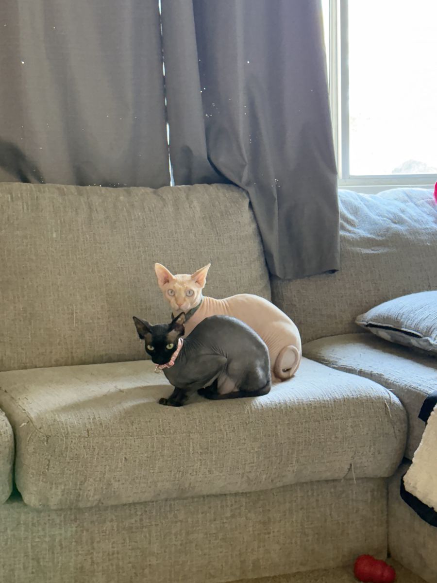 Sphynx stud