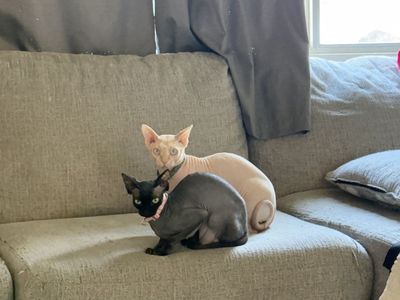 Sphynx stud