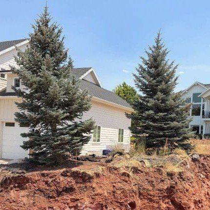 15 ft Blue Spruce PineTrees
