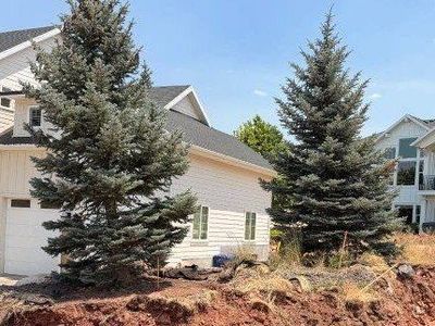 15 ft Blue Spruce PineTrees