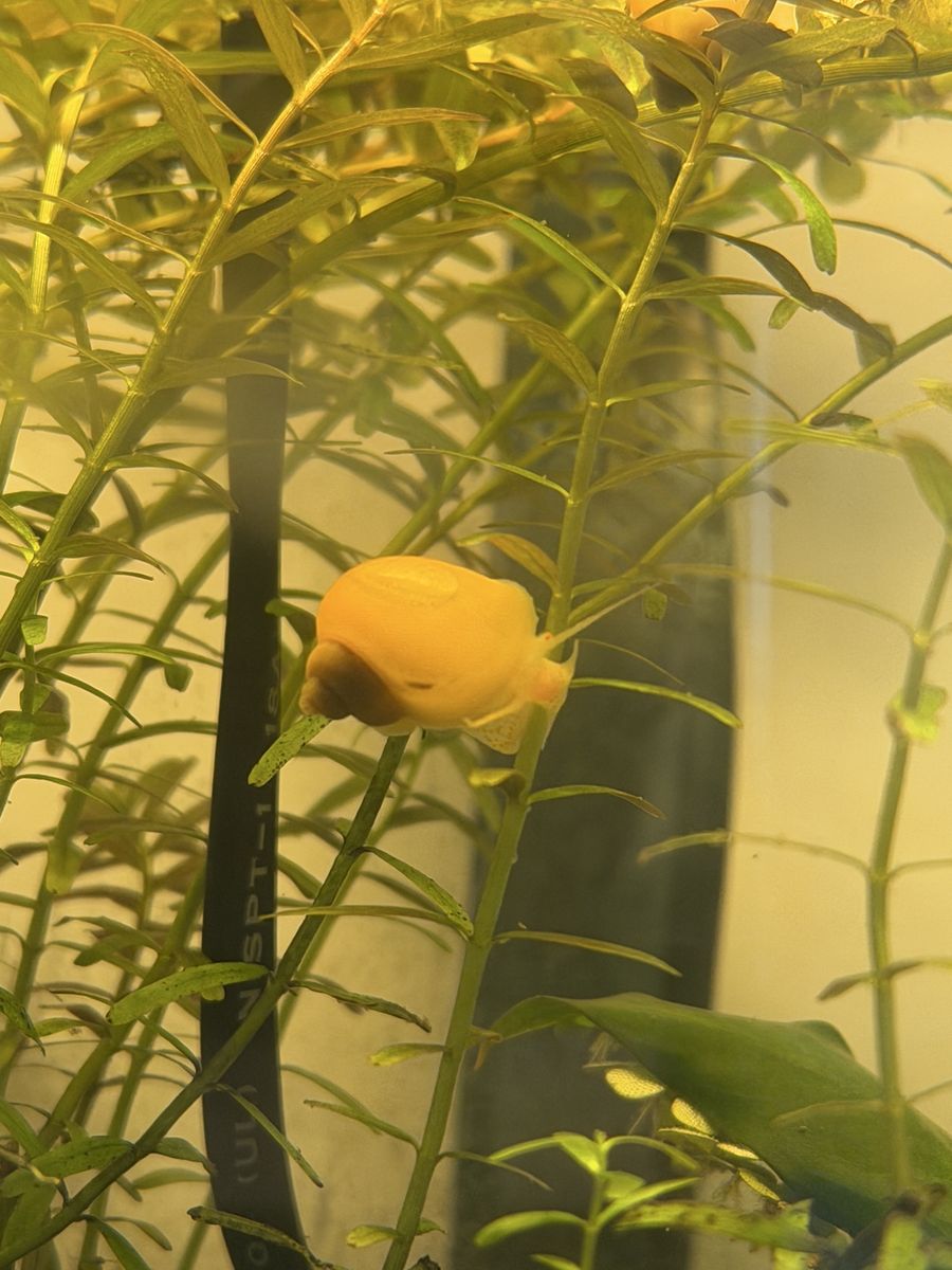 Baby Jumbo/regular mystery snails