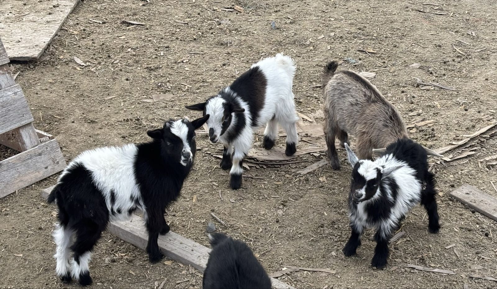 Blue Eyed Nigerian Dwarf Bucklings
