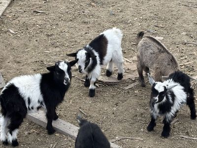 Blue Eyed Nigerian Dwarf Bucklings