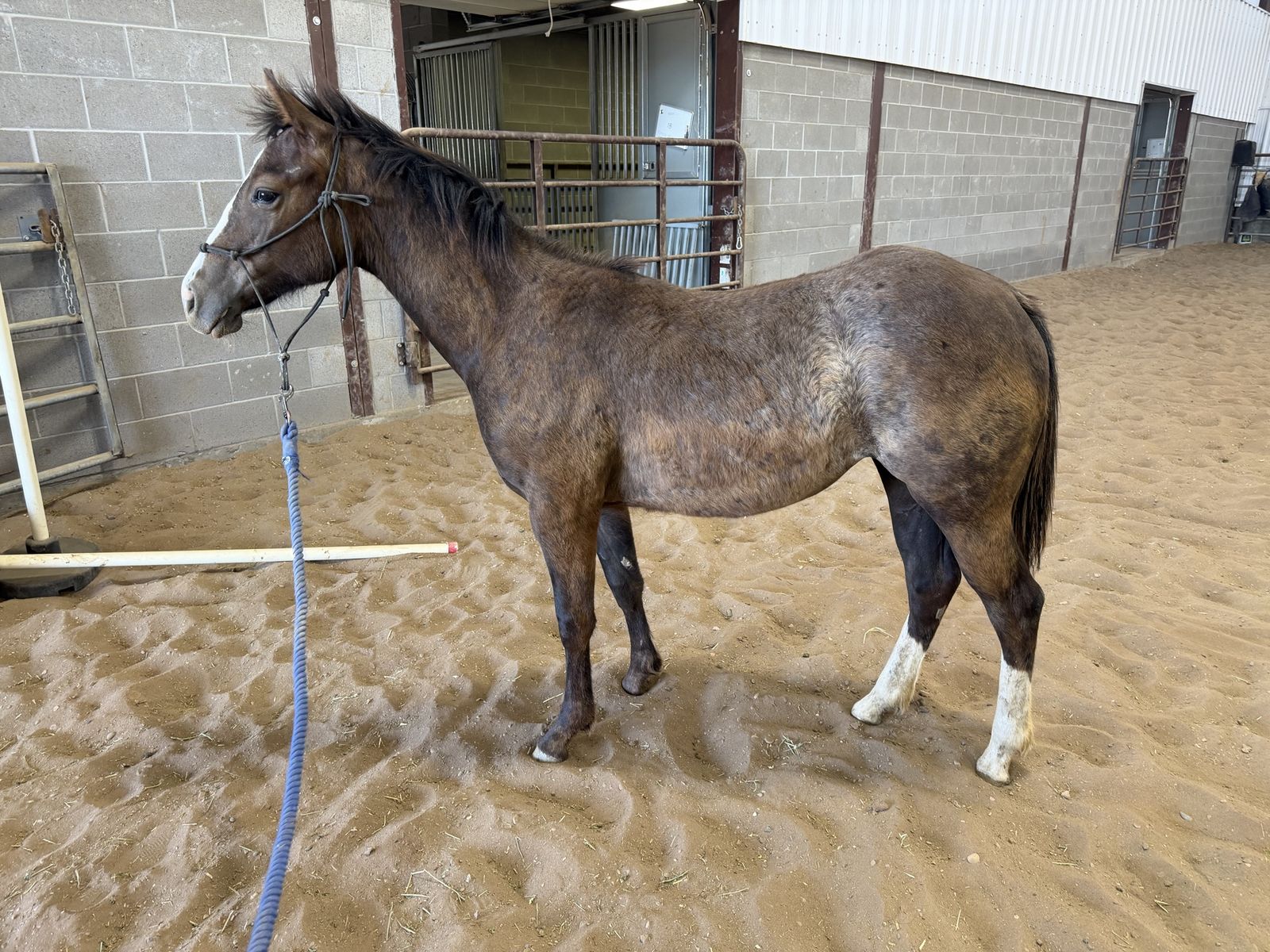 Well Bred Yearling Filly