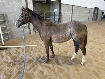 Well Bred Yearling Filly