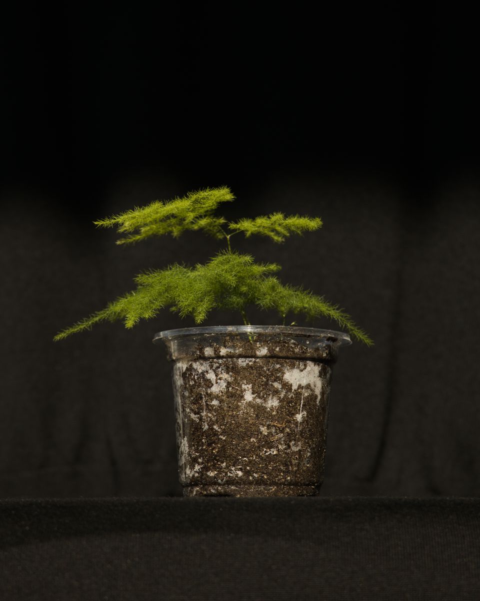 Main image 3