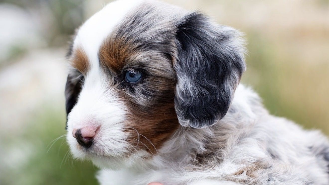 Mini Bernedoodles (AMD) Blue eyes